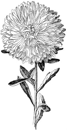 Хризантема шаблон для вырезания