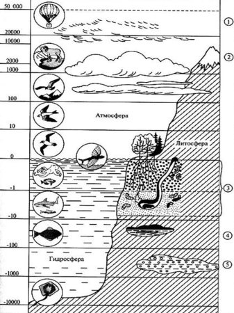 Строение биосферы схема