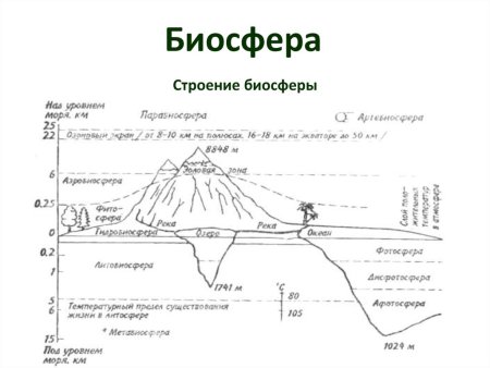 Структура биосферы земли