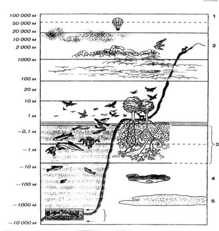 Схема распространения организмов в биосфере