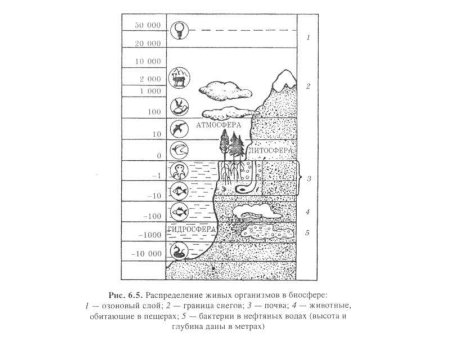 Распределение живого вещества в биосфере схема