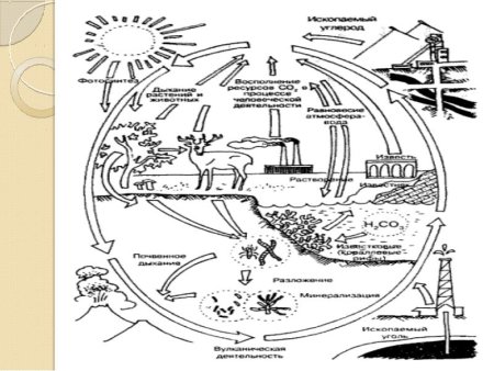 Круговорот активных элементов в биосфере это