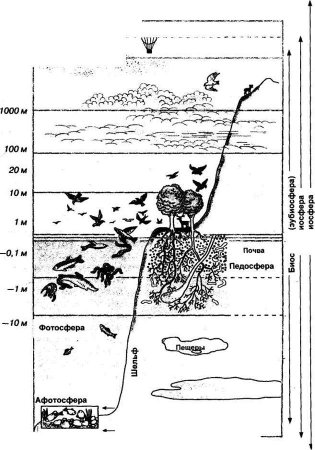 Педосфера, Ноосфера
