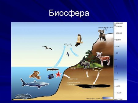 Человек часть биосферы рисунок