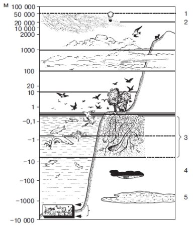 Строение биосферы земли
