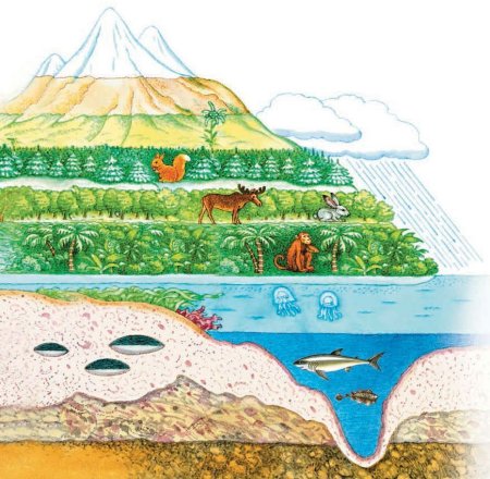 Биосфера иллюстрация