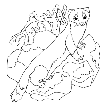 Горностай рисунок