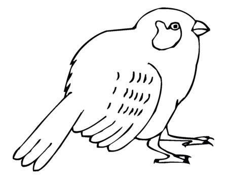 Воробей для раскрашивания детям