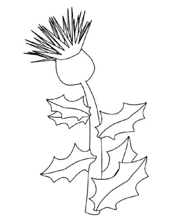 Чертополох раскраска