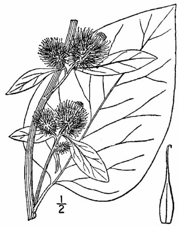 Верблюжья колючка. Чертополох