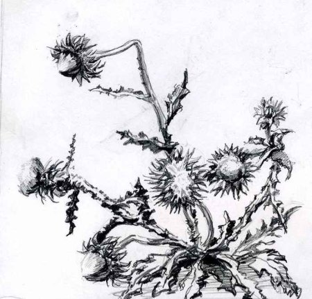 Лопух репейник раскраска