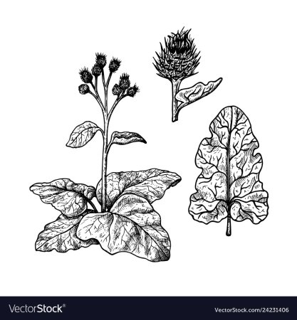 Лопух репейник раскраска