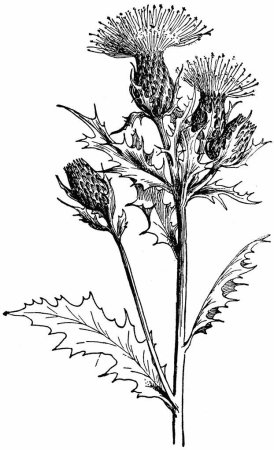 Лопух репейник рисунок