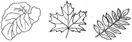 Тысячелистник Татарники