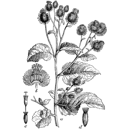 Расторопша пятнистая рисунок