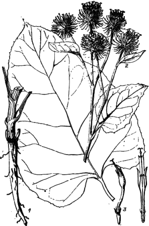 Чертополох раскраска Шотландия