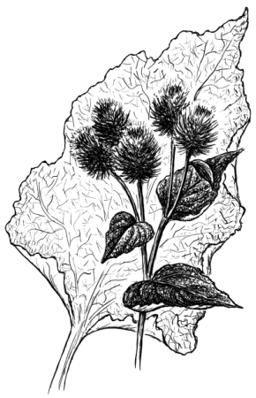 Чертополох раскраска