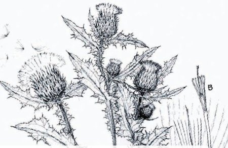 Лопух разукрашка