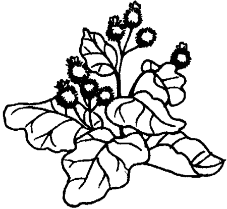 Осот огородный черно белый