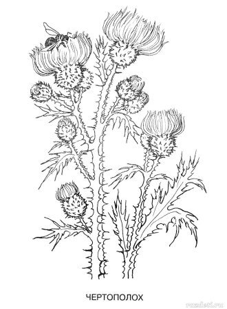 Чертополох черно белый