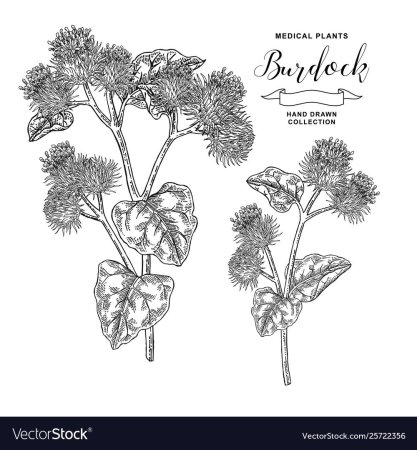 Лопух раскраска