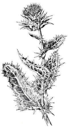 Репей чертополох Бодяк