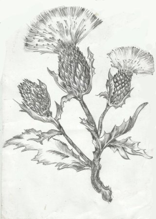 Чертополох символ Шотландии черно белая