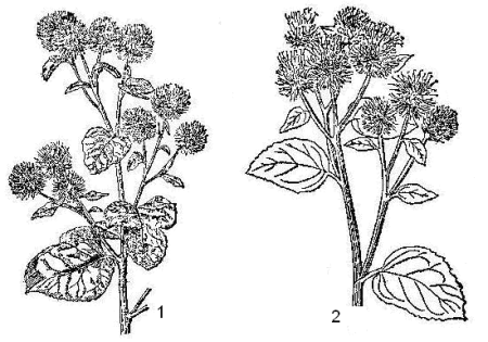 Лопух силуэт