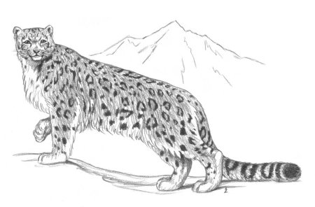 Леопард карандашом