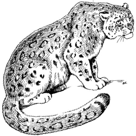 Снежный Барс Ирбис