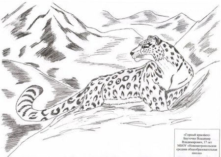 Снежный Барс раскраска для детей