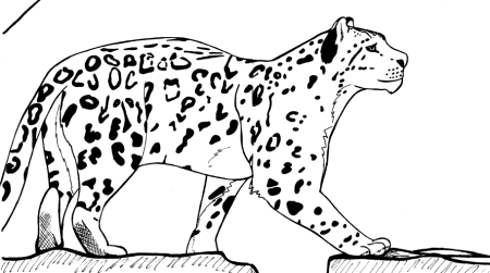 Снежный Барс рисунок карандашом