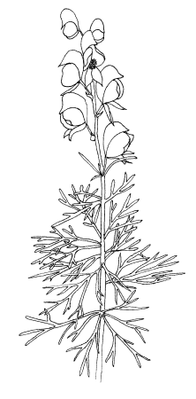 Аконит растение