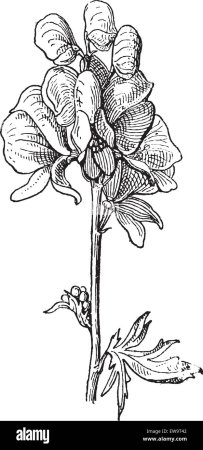 Аконит растение раскраска