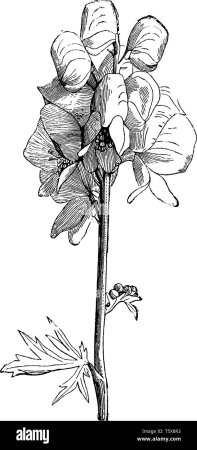 Аконит эскиз