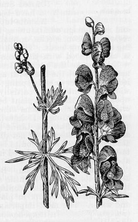 Аконит тату