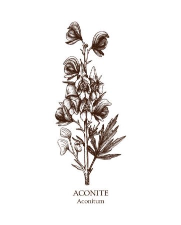 Аконит джунгарский рисунок