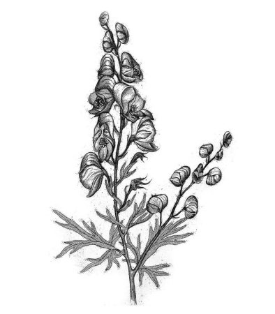 Аконит растение раскраска