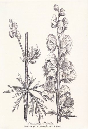 Аконит гетерофилум низкий