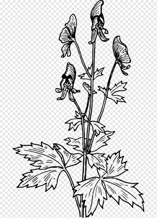 Аконит плод