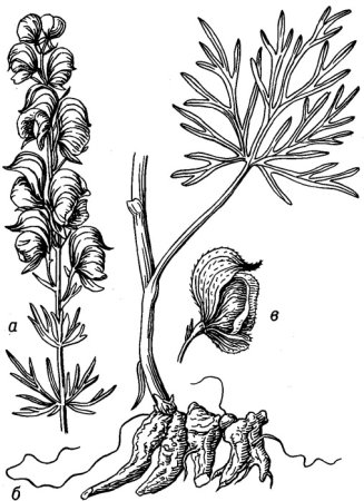 Аконит цветок раскраска