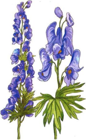 Аконит растение