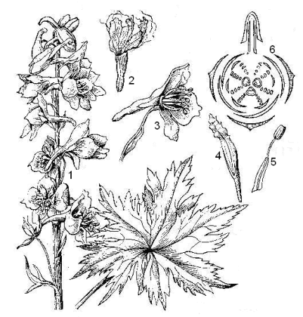 Аконит Северный в рисунках