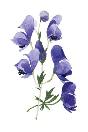 Цветок Аконит джунгарский