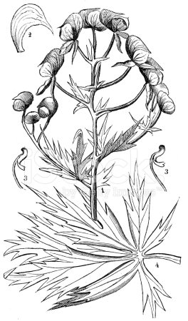 Аконит растение раскраска