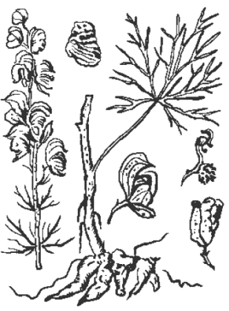 Аконит борец листья