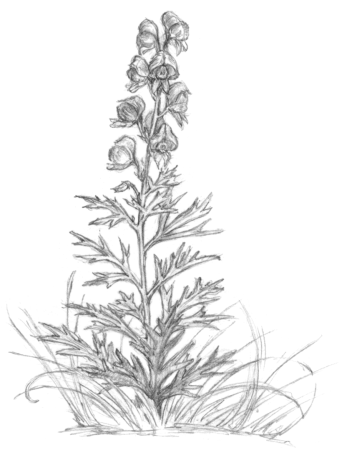 Борец шерстистоустый раскраска