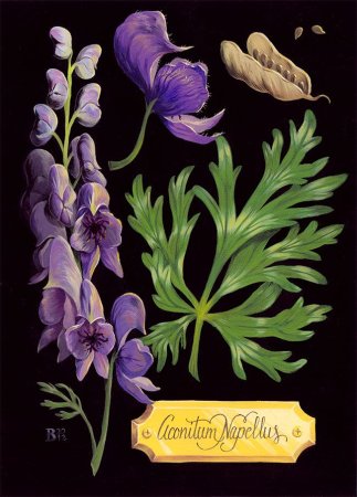 Борец или Аконит растение раскраска