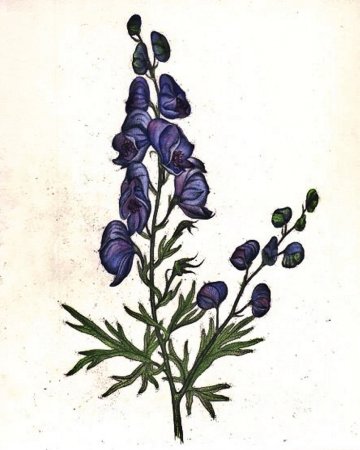 Борец новеборацензе