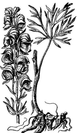 Борец белоустый Аконит Фармакогнозия